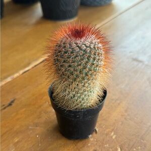 Cactus Live Redhead Perfect Gift! Low maintenance!